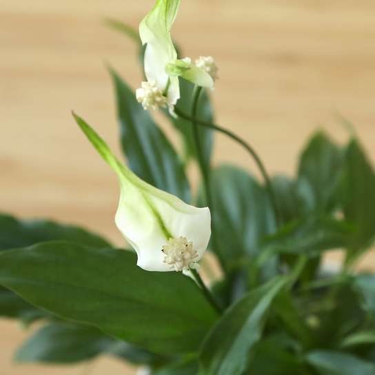 Спатифиллум Шопен Фото 3