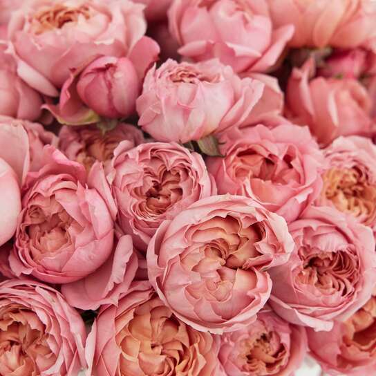 Шляпная коробка Grand "Розы кустовые персиковые Juliet" WHITE