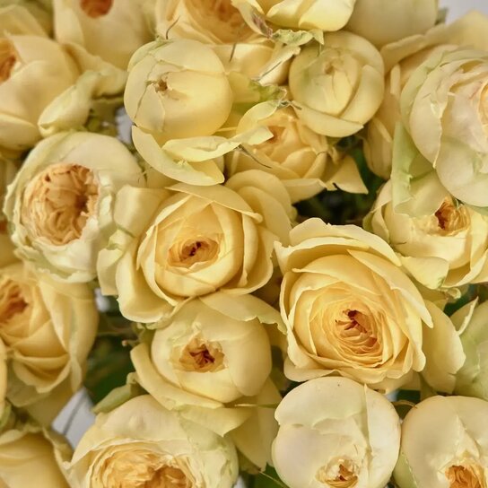 Букет из 9 кустовых роз "Peony Bubbles" в вазе Фото 3