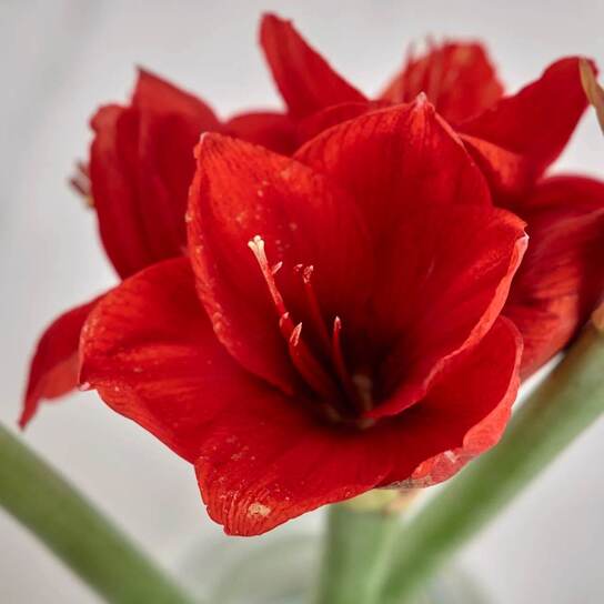 Букет из красных амариллисов в вазе