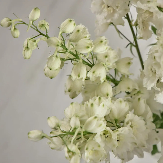 Букет из белого дельфиниума в вазе