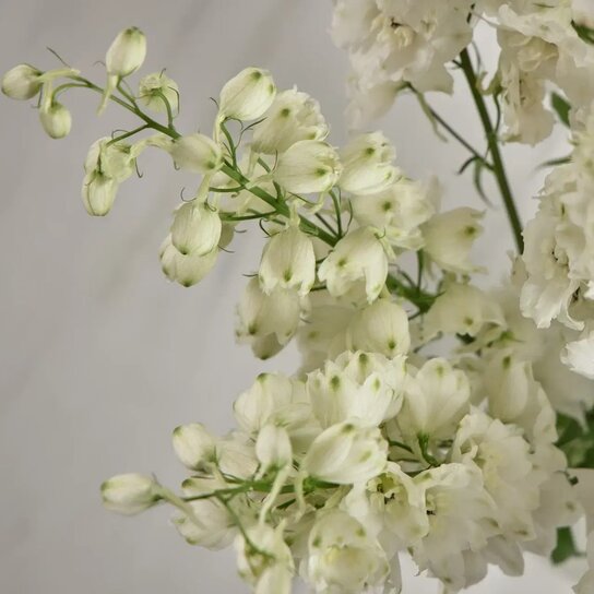 Букет из белого дельфиниума в вазе Фото 3