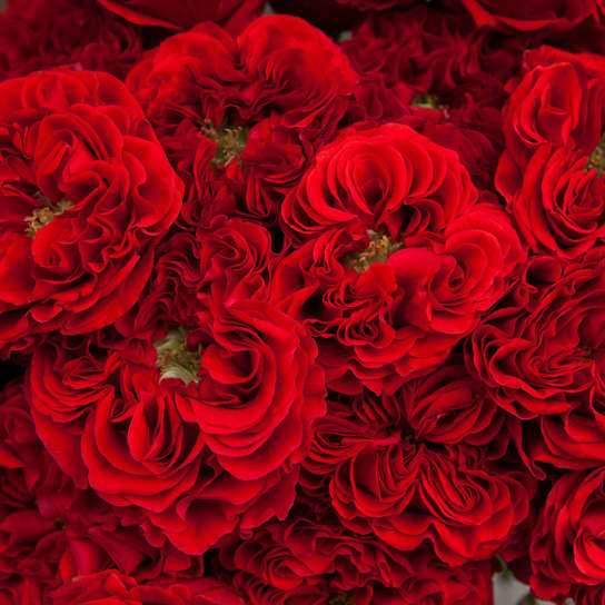 Букет из 15 роз "Red Monster"