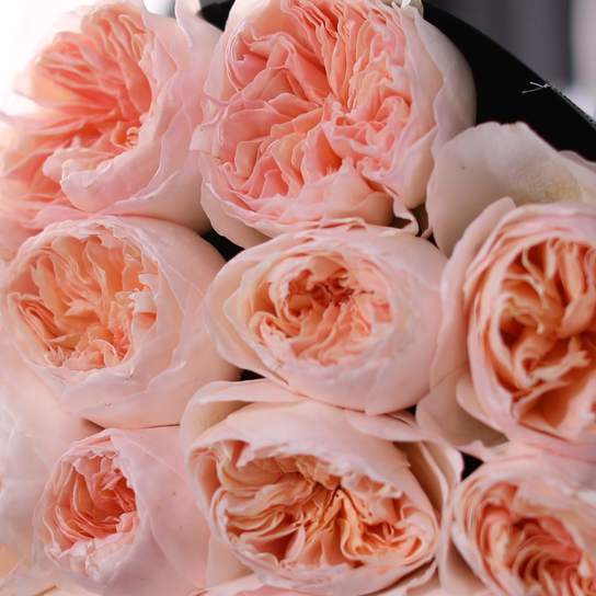 Букет из 15 роз "Austin Juliet" BLVCK