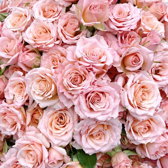 Шляпная коробка Grand "Розы Shelby" PINK Фото 4