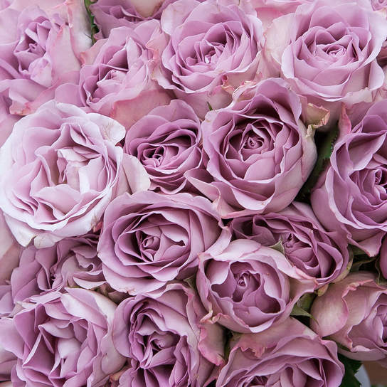 Букет из 51 розы "Purple Kenya" Фото 4