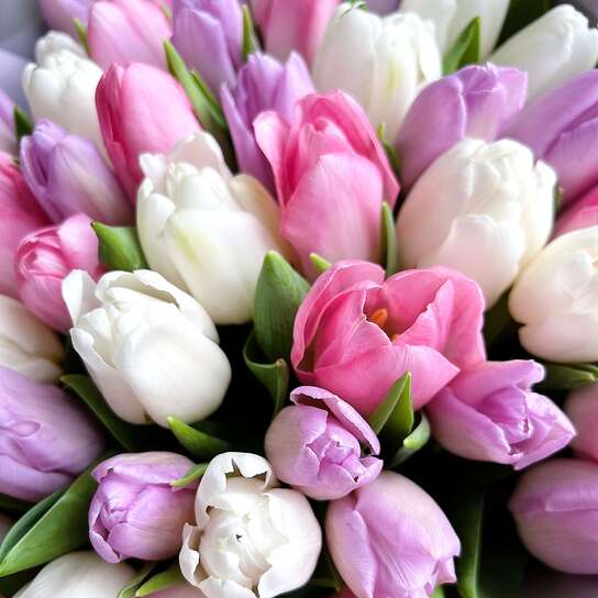 Букет из 51 тюльпана "Пудровый микс"
