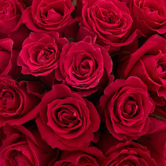 Шляпная коробка Grand "Розы малиновые Gotcha" BLUE