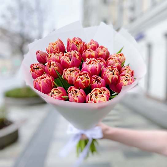 Букет из 25 малиновых тюльпанов "Columbus"
