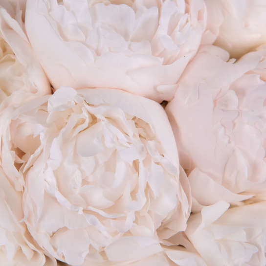 Букет из 7 пионов "Madame Claude Tain" BLVCK