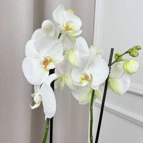 Орхидея "Фаленопсис Синголо"